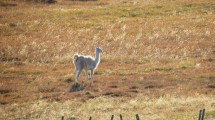 Imagen de «Debo estar viendo mal»: Iban en bici por una ruta de la Patagonia y en una curva los esperaba el guanaco blanco que no olvidarán