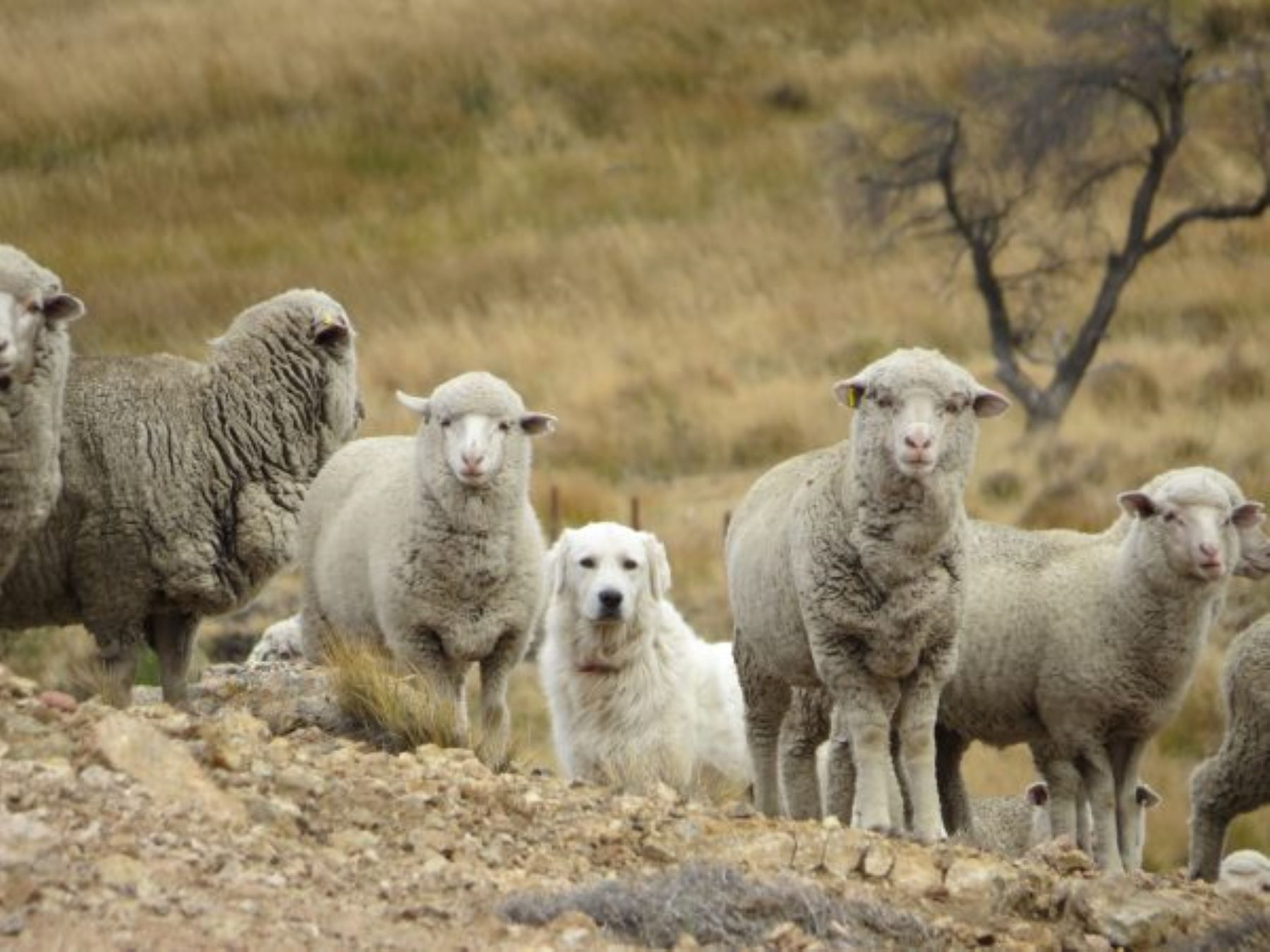 Los perros de pastoreo, una solución eficaz para reducir los ataques de pumas y zorros