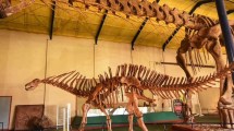 Imagen de Embriones y huevos fosilizados de dinosaurios se podrán ver en el museo de Plaza Huincul