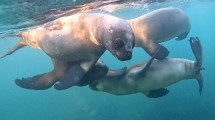 Imagen de Cachorros de mar: hacía snorkeling en Puerto Madryn, llegó la pandilla de lobitos más tierna y el video es genial