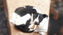 Imagen de Conmovedor rescate: salvaron a un perro desnutrido y abandonado por su dueño, en Cipolletti