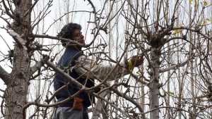 Cuánto cobra un trabajador de la poda en Neuquén y Río Negro en la temporada 2024 y 2025