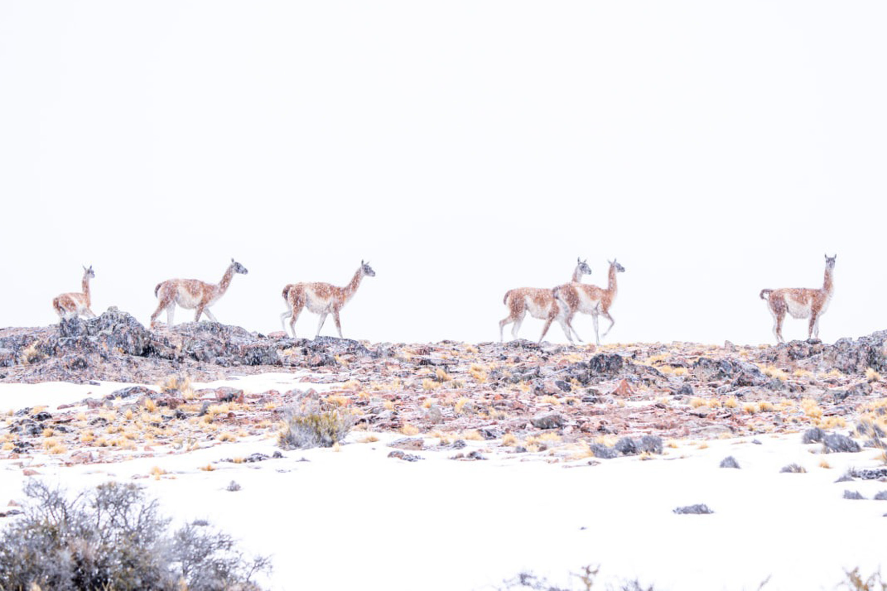 Las duras condiciones invernales y la debilidad de algunos guanacos facilitan la caza. Agencia Ambiental .