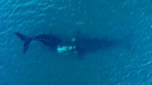 Imagen de Video: La ballena, la cría que seguirá su camino sola y la despedida más emocionante en Puerto Madryn