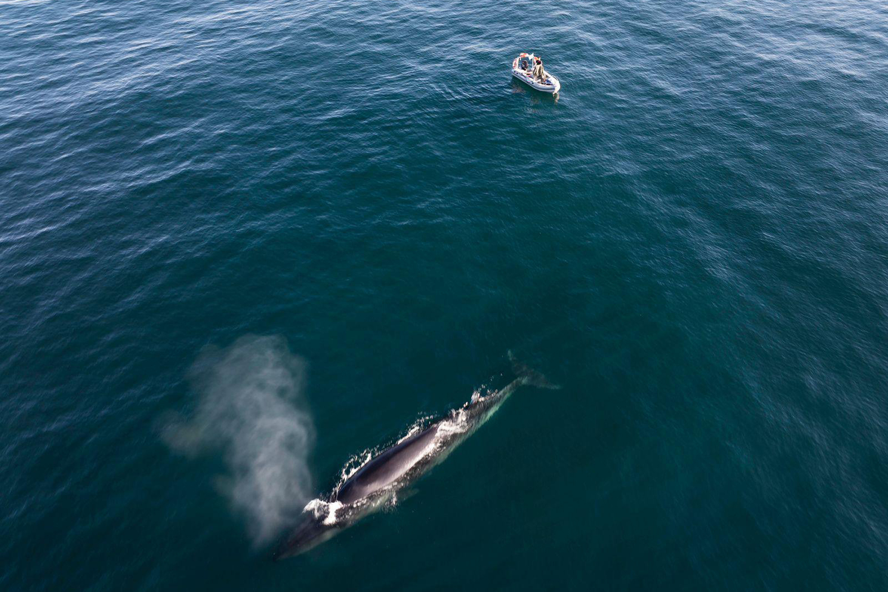 La ballena sei ya visita las costas de Santa Cruz. Foto: Maxi Jonas.