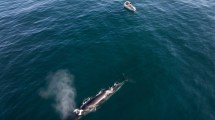 Imagen de Volvieron las ballenas más grandes del mundo a Santa Cruz: dónde conocer a estas gigantes