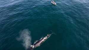 Volvieron las ballenas más grandes del mundo a Santa Cruz: dónde conocer a estas gigantes