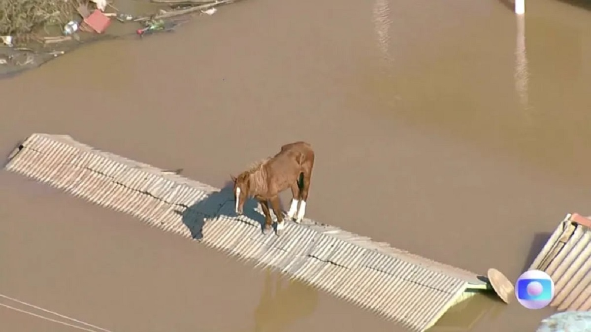 El pobre caballo quedó atrapado. 