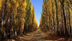 Video: «Los colores del otoño en el valle, una maravilla para los sentidos»