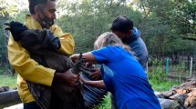 Imagen de La trágica historia de una familia de cóndores y la veterinaria que no quiere bajar los brazos