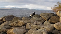 Imagen de Impresionante rescate de un cóndor que no podía volar, en la costa del lago Nahuel Huapi