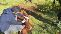 Imagen de Mató una vaca Hereford de 150 kilos en Valle Azul y aceptó tres años de prisión en suspenso