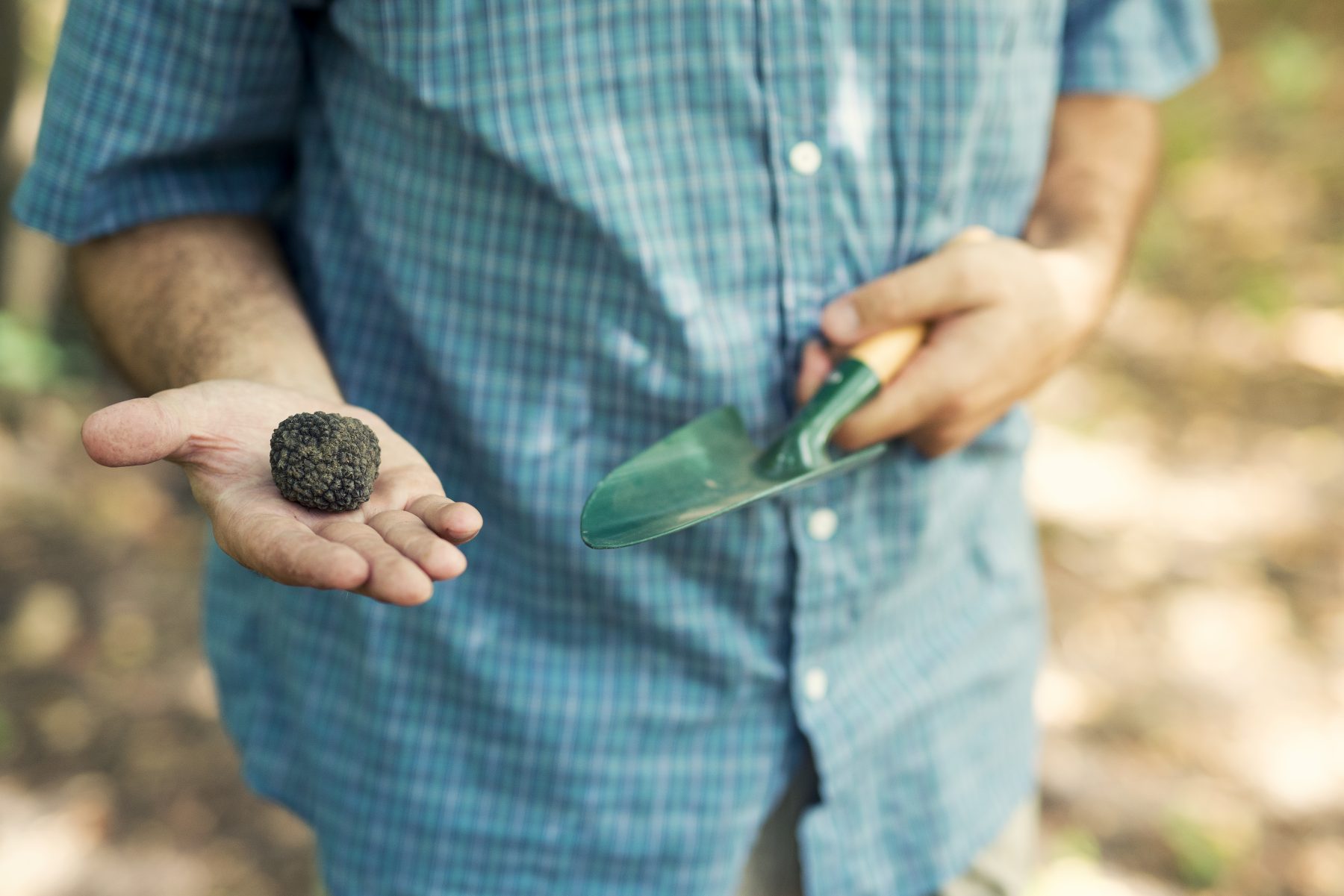 Desde las ciencias se puede mejorar la calidad de las trufas, la gestión y los tratamientos post-cosecha