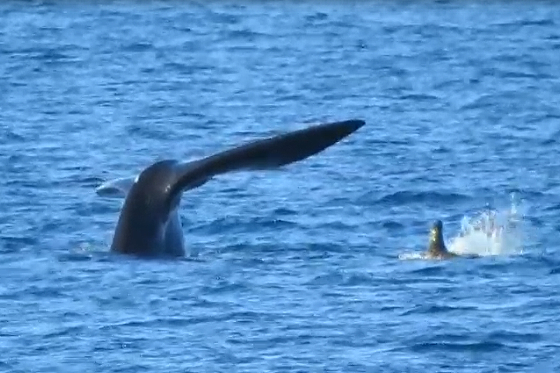 La pirueta de la ballena mientras el lobito marino se acerca a curiosear en la playa de Puerto Madryn, en la costa de Chubut