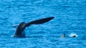 Video | Mágico encuentro en Puerto Madryn: la ballena y sus piruetas, el lobito marino juguetón y el zorrito curioso