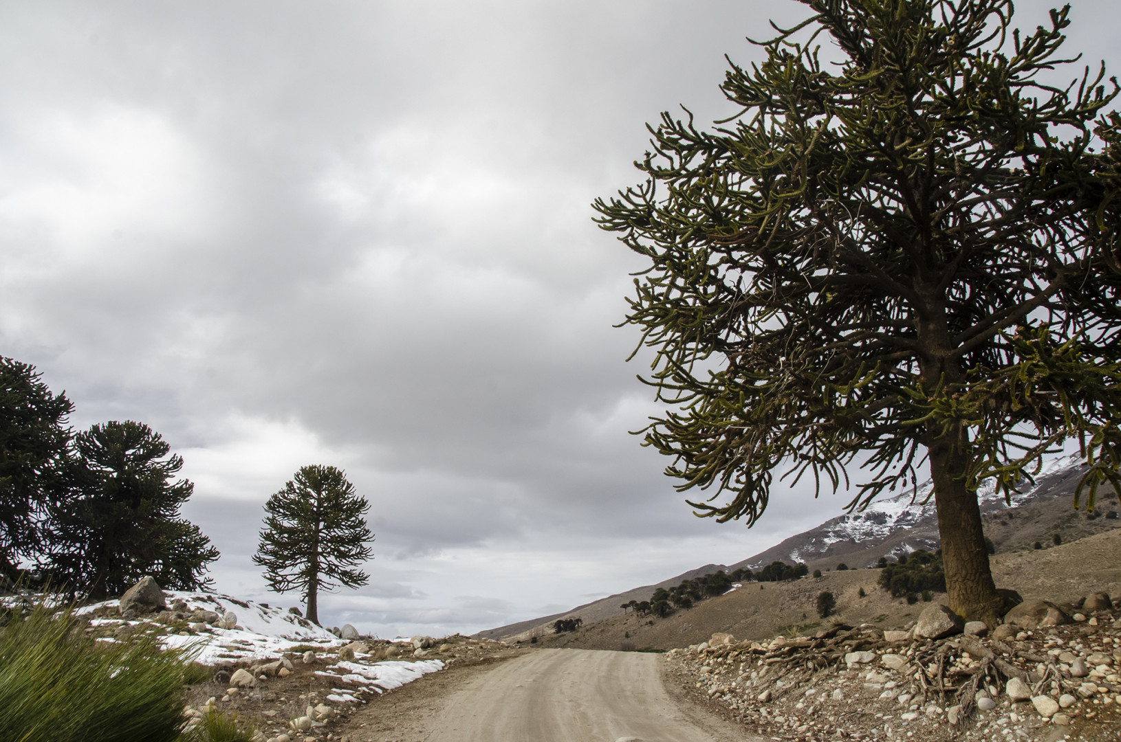 Becarias del Conicet hacen estudios para mejorar la eficiencia de la reforestación de la araucaria. Foto: Parque Nacional Lanín