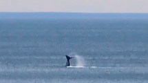 Imagen de Las Grutas, de fiesta: la llegada anticipada de una ballena franca promete buenos avistajes, mirá el video de la visita…