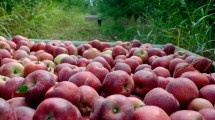 Imagen de Estas son las frutas y verduras ricas en nutrientes que tenés que consumir en mayo y junio