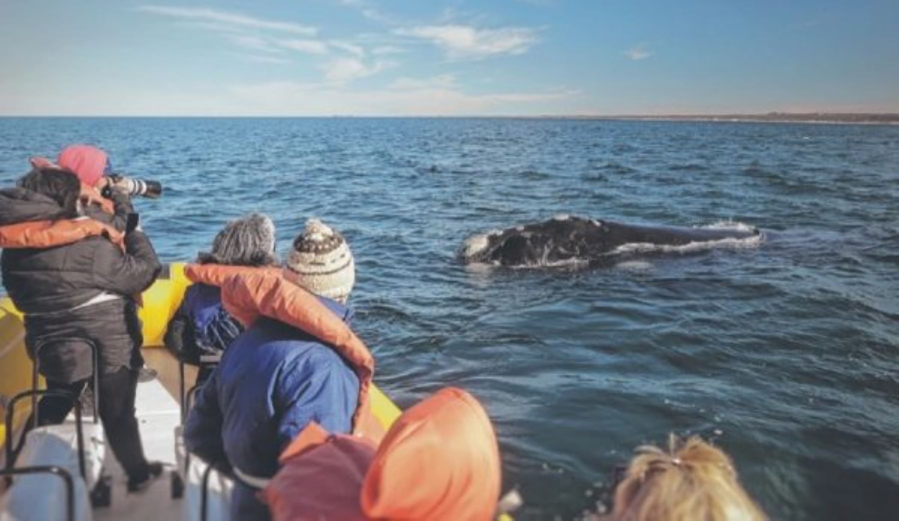 Los paseos de avistaje son una opción increíble. En invierno se suma la posibilidad de ver ballenas francas