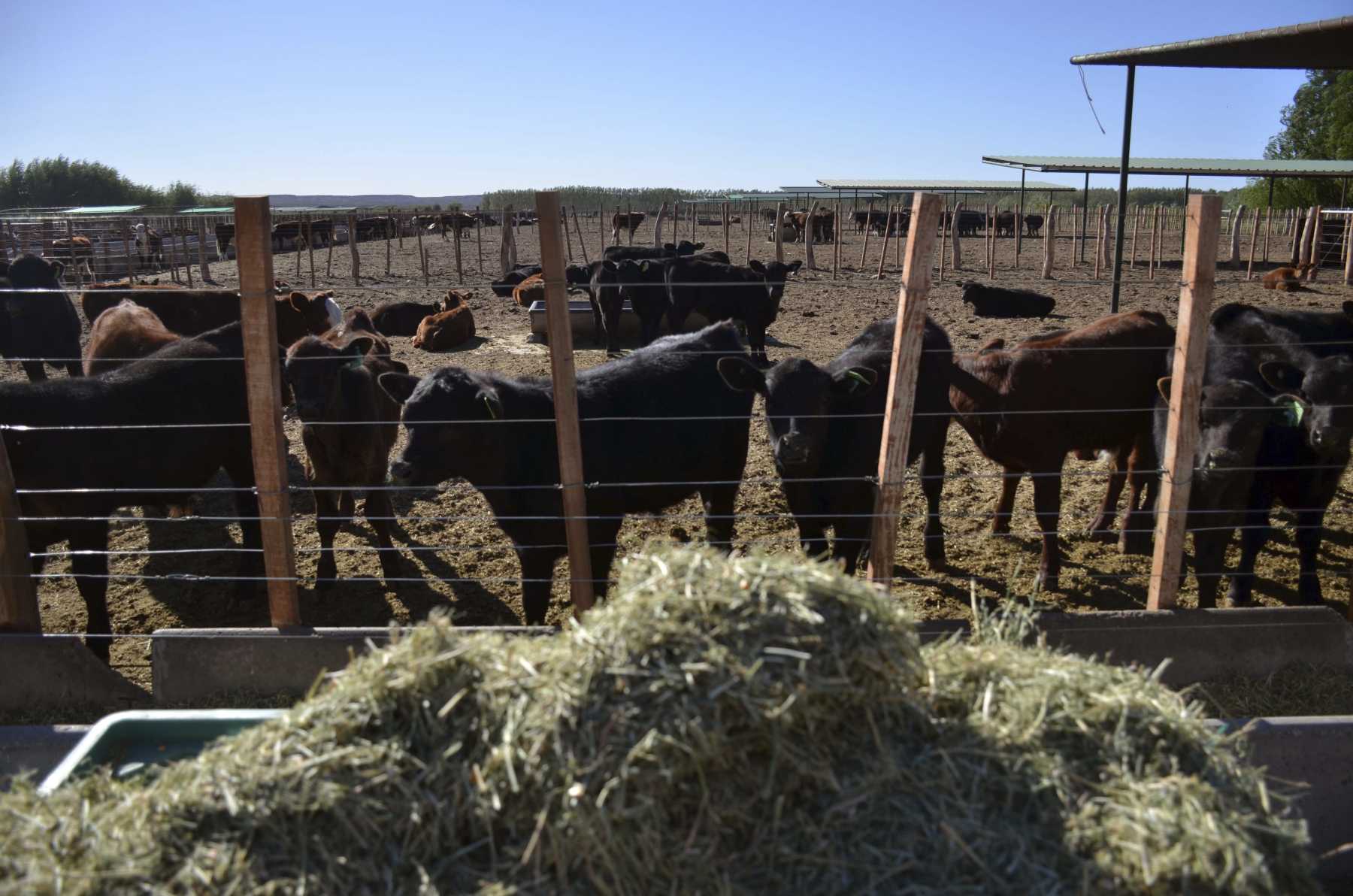 En Neuquén y Río Negro se mantiene la barrera que evita el ingreso de carne con hueso de La Pampa. Foto: archivo Matías Subat.