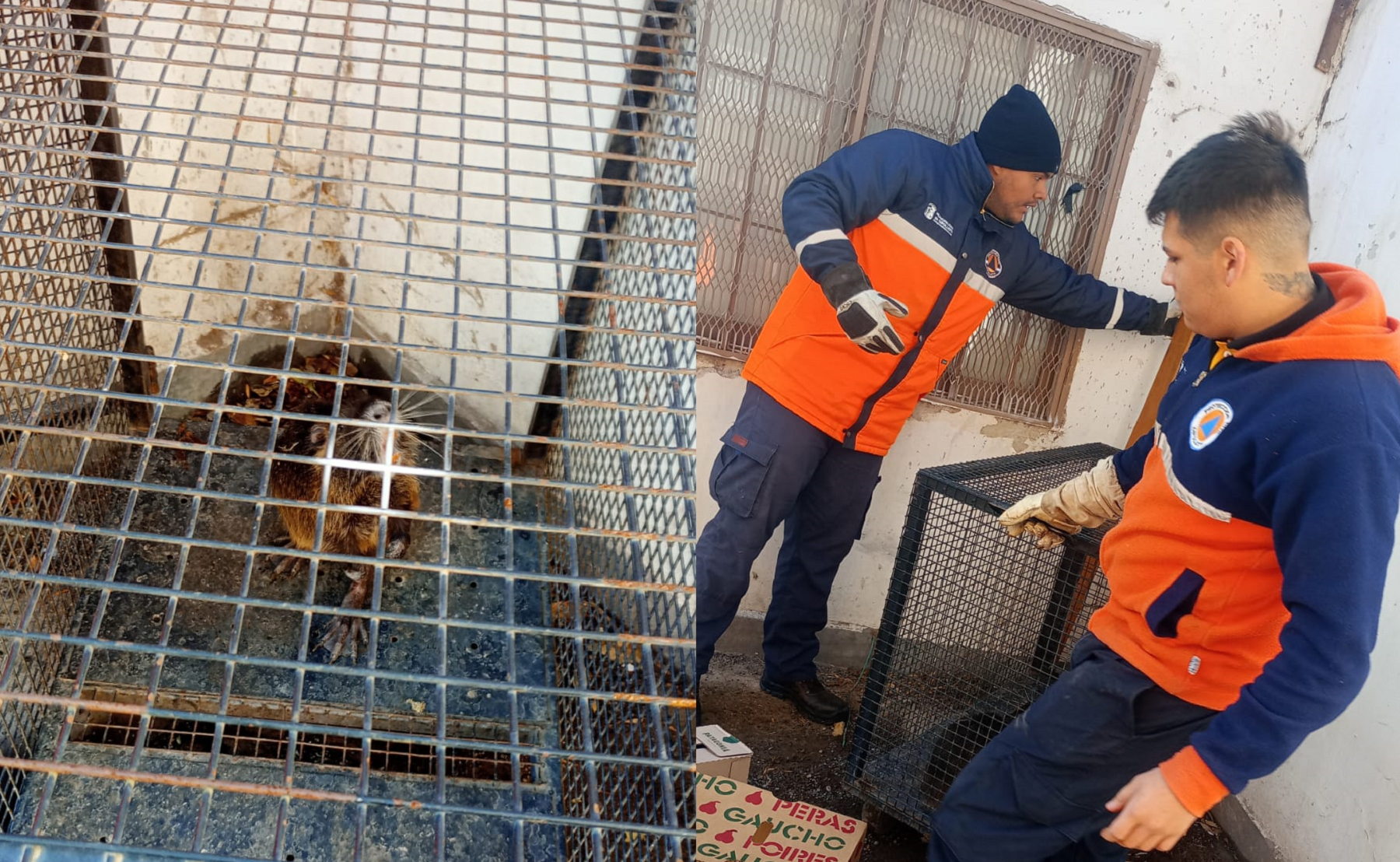 El animalito estuvo varias horas deambulando por la zona céntrica. Foto: gentileza Protección Civil Cipolletti