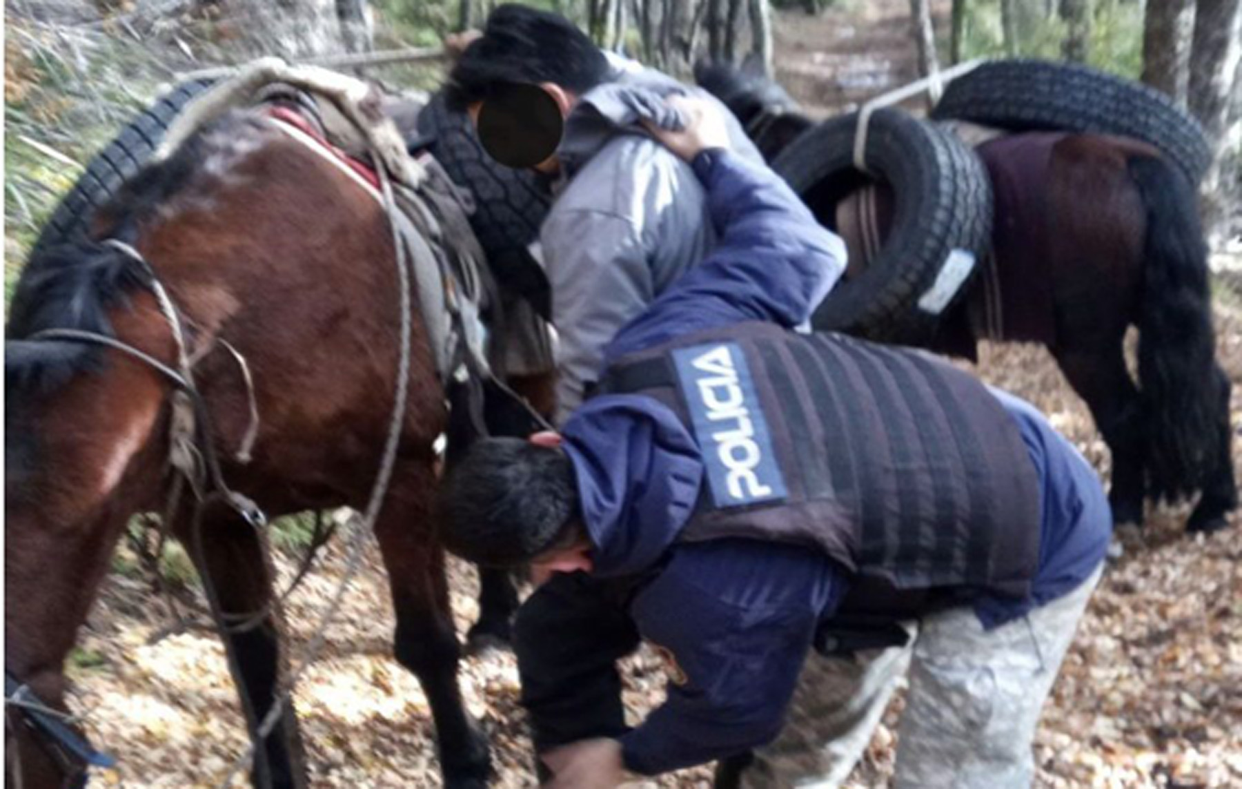 Traficaban a caballo neumáticos desde Chile a Neuquén y los descubrieron en el parque Lanín (Foto: gentileza parque nacional Lanín)