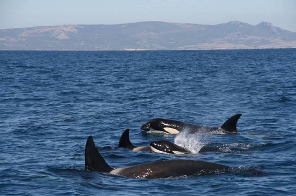 Orcas en el estrecho. 