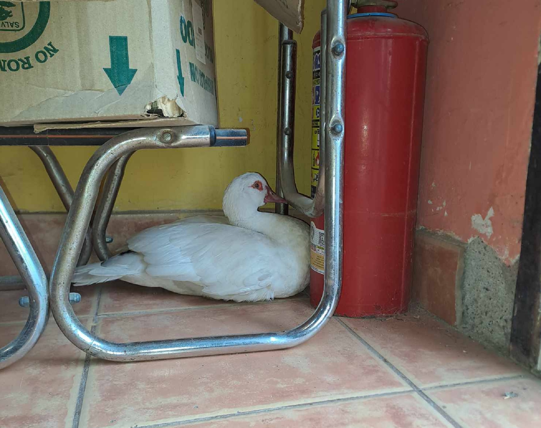 El pato se encuentra a resguardo, en una casa de Cipolletti. Foto: gentileza Miguel Ángel Parra.-