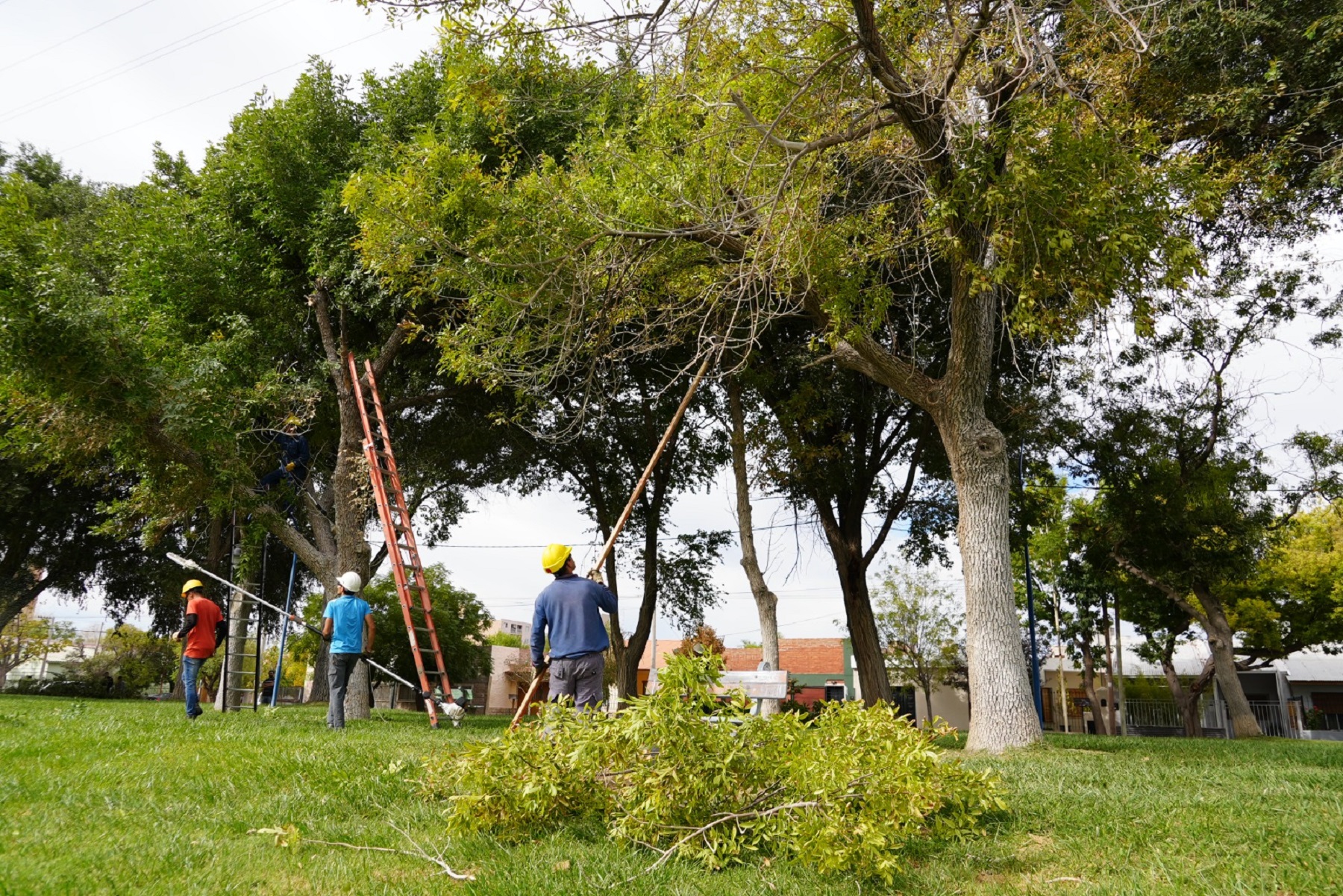 Los trabajos de poda en la zona del canal grande de Roca. 