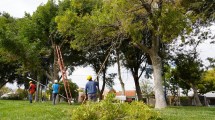 Imagen de Podan más 22.000 plantas en el Alto Valle para mejorar el servicio eléctrico