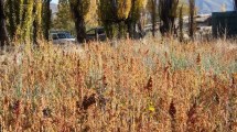 Imagen de El cultivo de quinoa criolla en Neuquén busca expandirse, crecer en superficie y en un futuro llegar a exportar