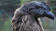 Imagen de Murió el cóndor liberado en un paraje de la Patagonia al comer una oveja envenenada