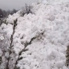 Imagen de Una avalancha cayó sobre un sendero del Jakob en Bariloche