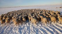 Imagen de Temporal de nieve: «No es momento de contabilizar las muertes de animales, sino salvar lo que está vivo»