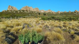 Restauración de bosques en Neuquén con semillas de ciprés del INTA Bariloche