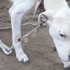 Imagen de Video: La historia de Peter, un perro que sufría maltrato animal y fue rescatado en Fernández Oro