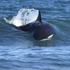Imagen de Las orcas siguen dando espectáculo en el Camino de la Costa: cazan y juegan a metros de la playa