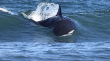 Imagen de Las orcas siguen dando espectáculo en el Camino de la Costa: cazan y juegan a metros de la playa