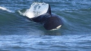 Las orcas siguen dando espectáculo en el Camino de la Costa: cazan y juegan a metros de la playa
