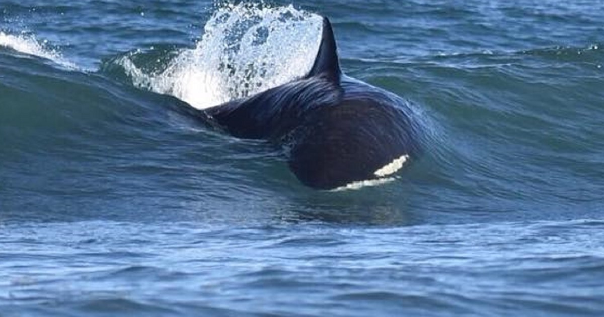 Las orcas siguen dando espectáculo en el Camino de la Costa: cazan y juegan a metros de la playa thumbnail