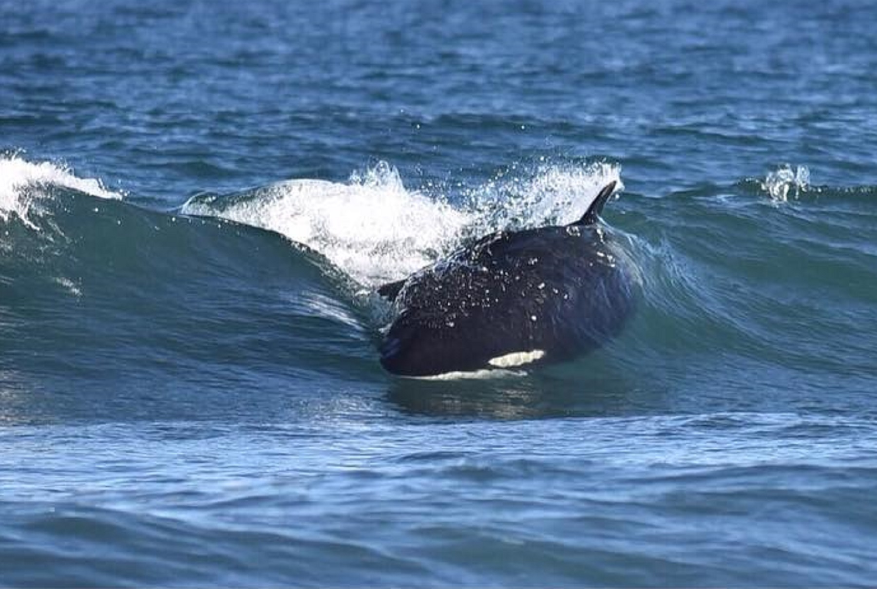 Las orcas barrenan las olas en Bahía Rosas. Foto Gentileza Fernando Mariño PVOR