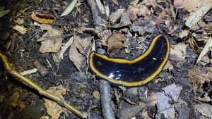 Encontraron un gusano poco común, más conocido como «lengua de vaca» en el parque Lanín