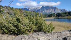 Detectan una invasión incipiente del enebro en Bariloche