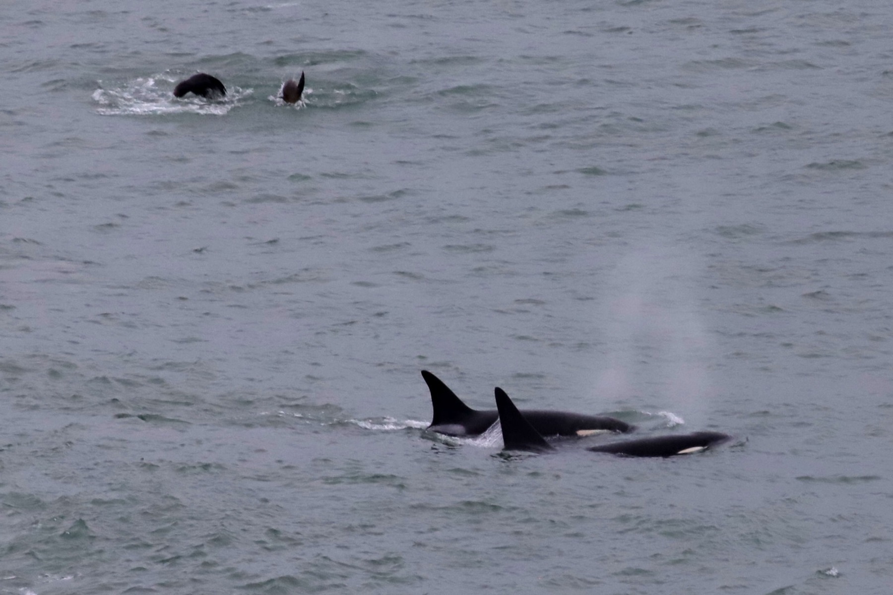 Las orcas estuvieron activas en Punta Bermeja. Foto: Marcelo Ochoa.