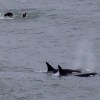 Imagen de Las orcas regresaron a la costa de Río Negro, entre saltos y piruetas: las imperdibles fotos en La Lobería