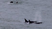 Imagen de Las orcas regresaron a la costa de Río Negro, entre saltos y piruetas: las imperdibles fotos en La Lobería