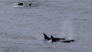 Las orcas regresaron a la costa de Río Negro, entre saltos y piruetas: las imperdibles fotos en La Lobería