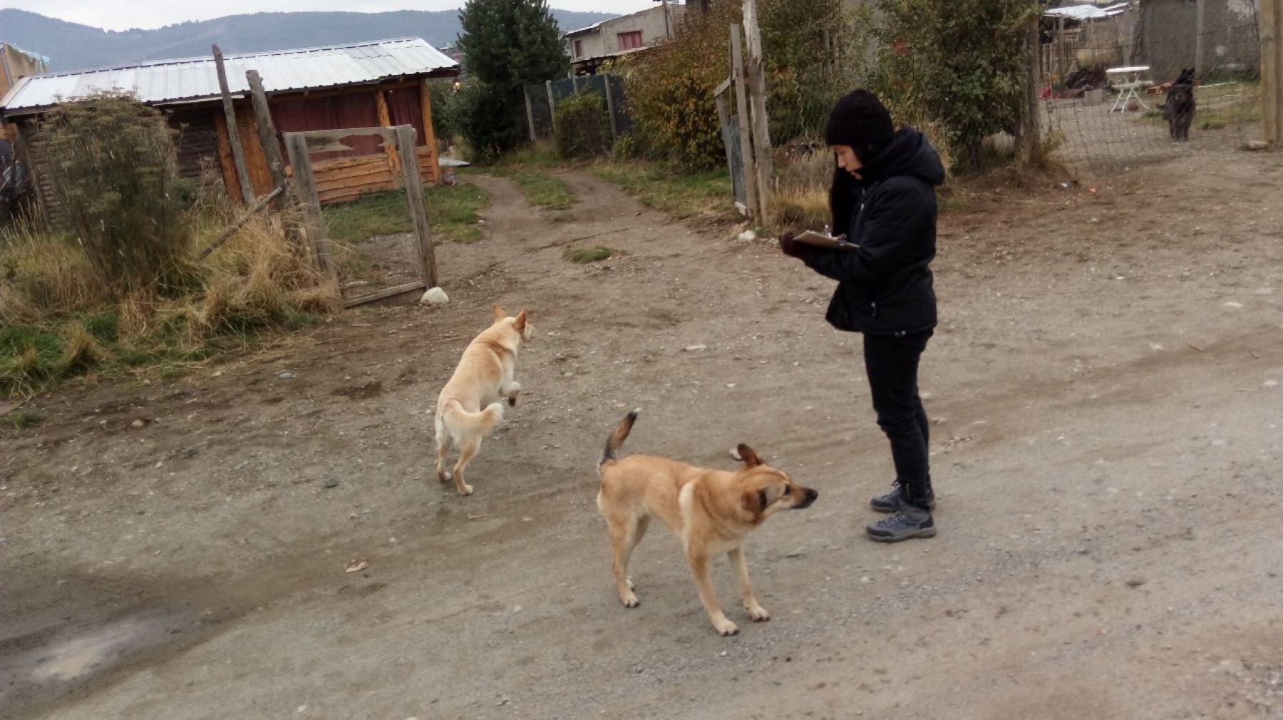 Lanzaron una encuesta sobre hábitos y parásitos de perros en Argentina. Foto: Gustavo Viozzi