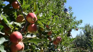 La fruticultura es la quinta economía regional de Argentina: la importancia de Río Negro y la Patagonia