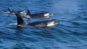 ¿Conocés a las orcas? Las hembras lideran manadas, viven 90 años y cazan en grupo, aprendé todo sobre ellas